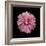 Pink Hibiscus-Lee Peterson-Framed Photographic Print