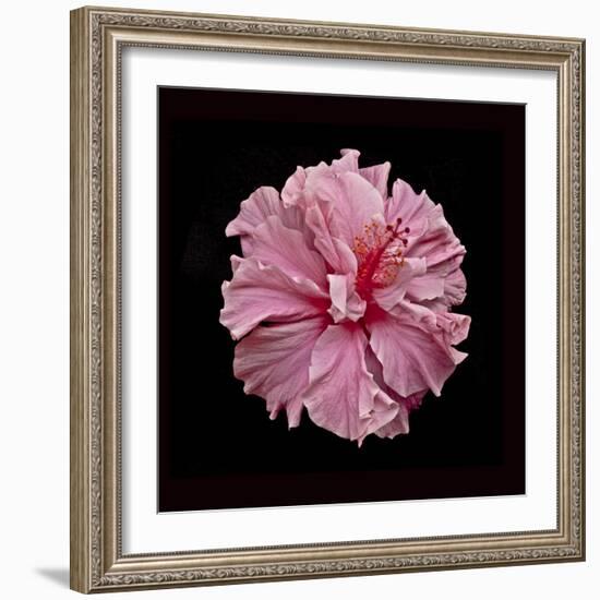 Pink Hibiscus-Lee Peterson-Framed Photographic Print