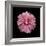 Pink Hibiscus-Lee Peterson-Framed Photographic Print