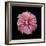 Pink Hibiscus-Lee Peterson-Framed Photographic Print