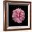 Pink Hibiscus-Lee Peterson-Framed Photographic Print