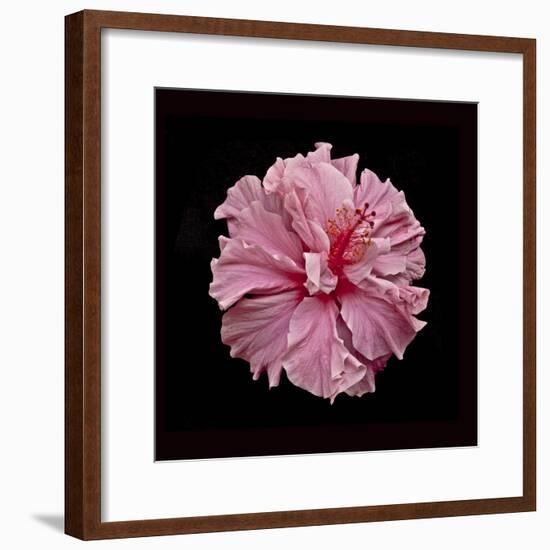 Pink Hibiscus-Lee Peterson-Framed Photographic Print