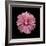 Pink Hibiscus-Lee Peterson-Framed Photographic Print