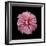 Pink Hibiscus-Lee Peterson-Framed Photographic Print