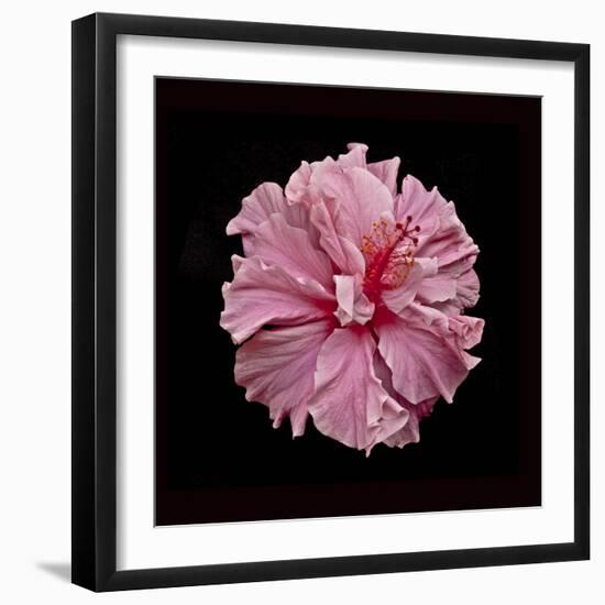 Pink Hibiscus-Lee Peterson-Framed Photographic Print