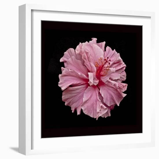 Pink Hibiscus-Lee Peterson-Framed Photographic Print