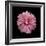 Pink Hibiscus-Lee Peterson-Framed Photographic Print