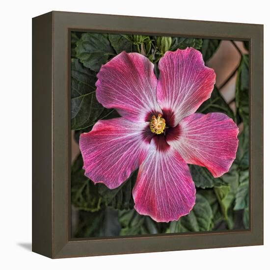 Pink Hibiscus-Lori Hutchison-Framed Stretched Canvas