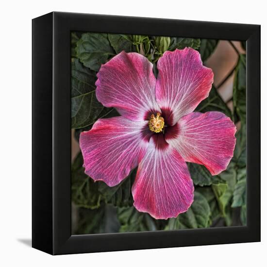 Pink Hibiscus-Lori Hutchison-Framed Stretched Canvas