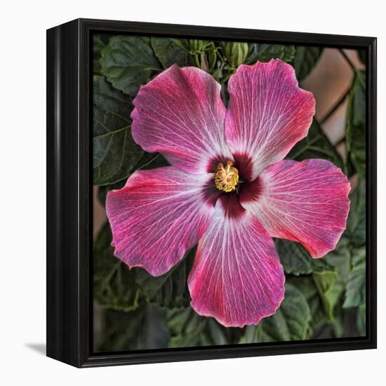 Pink Hibiscus-Lori Hutchison-Framed Stretched Canvas