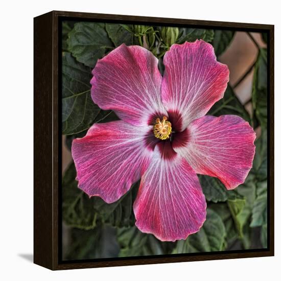 Pink Hibiscus-Lori Hutchison-Framed Stretched Canvas