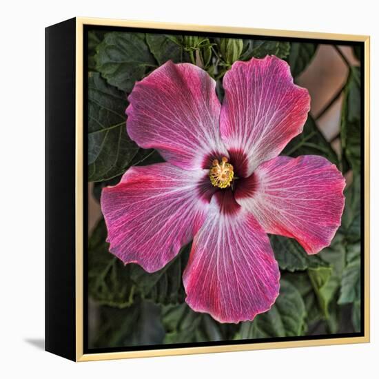 Pink Hibiscus-Lori Hutchison-Framed Stretched Canvas