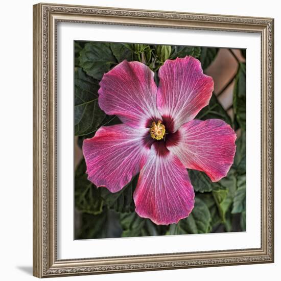 Pink Hibiscus-Lori Hutchison-Framed Photographic Print