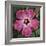 Pink Hibiscus-Lori Hutchison-Framed Photographic Print