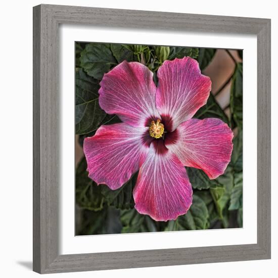 Pink Hibiscus-Lori Hutchison-Framed Photographic Print