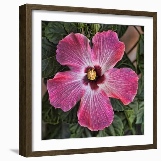 Pink Hibiscus-Lori Hutchison-Framed Photographic Print