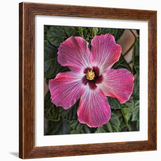 Pink Hibiscus-Lori Hutchison-Framed Photographic Print