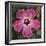 Pink Hibiscus-Lori Hutchison-Framed Photographic Print