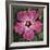 Pink Hibiscus-Lori Hutchison-Framed Photographic Print