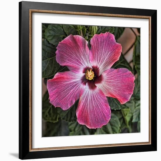 Pink Hibiscus-Lori Hutchison-Framed Photographic Print