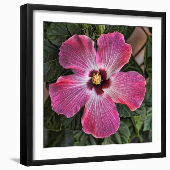 Pink Hibiscus-Lori Hutchison-Framed Photographic Print