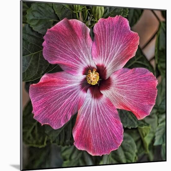 Pink Hibiscus-Lori Hutchison-Mounted Photographic Print