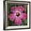 Pink Hibiscus-Lori Hutchison-Framed Photographic Print