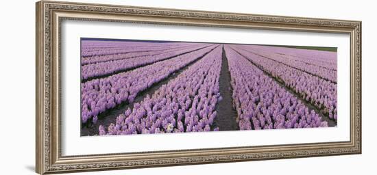 Pink Hyacinth Flower Field in Lisse, Holland-Anna Miller-Framed Photographic Print