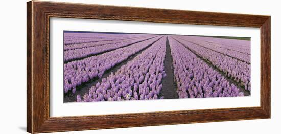 Pink Hyacinth Flower Field in Lisse, Holland-Anna Miller-Framed Photographic Print