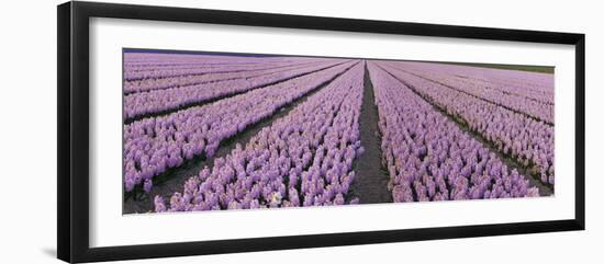 Pink Hyacinth Flower Field in Lisse, Holland-Anna Miller-Framed Photographic Print