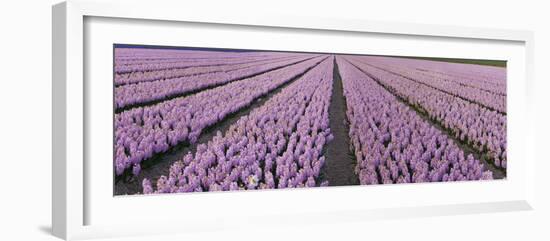 Pink Hyacinth Flower Field in Lisse, Holland-Anna Miller-Framed Photographic Print