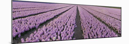 Pink Hyacinth Flower Field in Lisse, Holland-Anna Miller-Mounted Photographic Print
