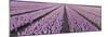 Pink Hyacinth Flower Field in Lisse, Holland-Anna Miller-Mounted Photographic Print