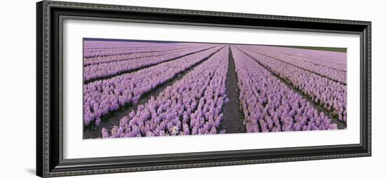 Pink Hyacinth Flower Field in Lisse, Holland-Anna Miller-Framed Photographic Print