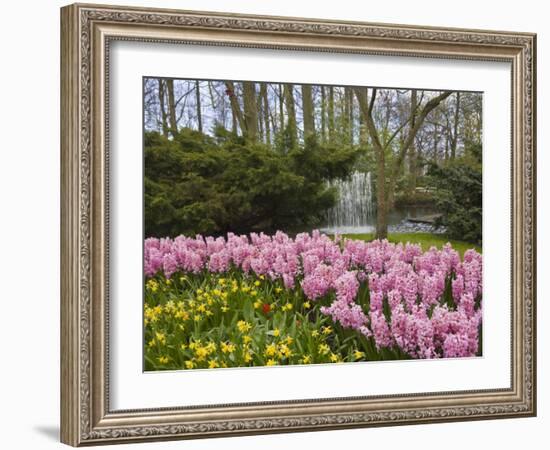 Pink Hyacinths and Daffodils, Keukenhof, Park and Gardens Near Amsterdam, Netherlands, Europe-Amanda Hall-Framed Photographic Print