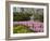 Pink Hyacinths and Daffodils, Keukenhof, Park and Gardens Near Amsterdam, Netherlands, Europe-Amanda Hall-Framed Photographic Print