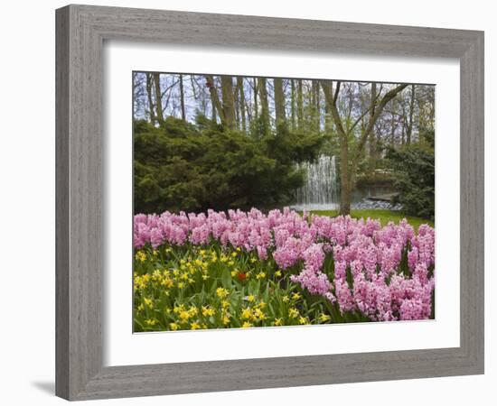 Pink Hyacinths and Daffodils, Keukenhof, Park and Gardens Near Amsterdam, Netherlands, Europe-Amanda Hall-Framed Photographic Print