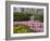 Pink Hyacinths and Daffodils, Keukenhof, Park and Gardens Near Amsterdam, Netherlands, Europe-Amanda Hall-Framed Photographic Print