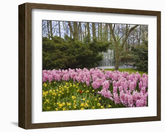 Pink Hyacinths and Daffodils, Keukenhof, Park and Gardens Near Amsterdam, Netherlands, Europe-Amanda Hall-Framed Photographic Print