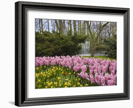 Pink Hyacinths and Daffodils, Keukenhof, Park and Gardens Near Amsterdam, Netherlands, Europe-Amanda Hall-Framed Photographic Print