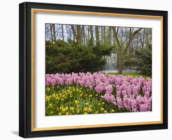 Pink Hyacinths and Daffodils, Keukenhof, Park and Gardens Near Amsterdam, Netherlands, Europe-Amanda Hall-Framed Photographic Print