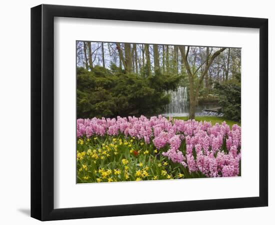 Pink Hyacinths and Daffodils, Keukenhof, Park and Gardens Near Amsterdam, Netherlands, Europe-Amanda Hall-Framed Photographic Print