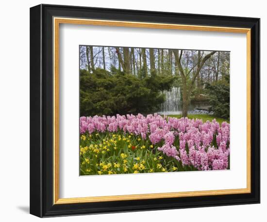 Pink Hyacinths and Daffodils, Keukenhof, Park and Gardens Near Amsterdam, Netherlands, Europe-Amanda Hall-Framed Photographic Print