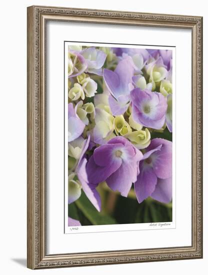 Pink Hydrangea 1-Stacy Bass-Framed Giclee Print