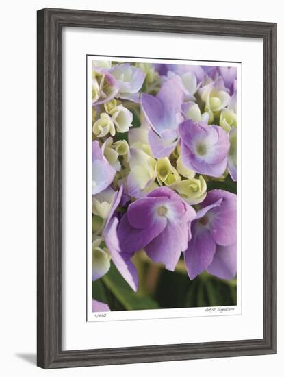 Pink Hydrangea 1-Stacy Bass-Framed Giclee Print