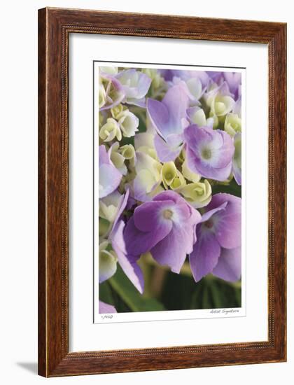 Pink Hydrangea 1-Stacy Bass-Framed Giclee Print