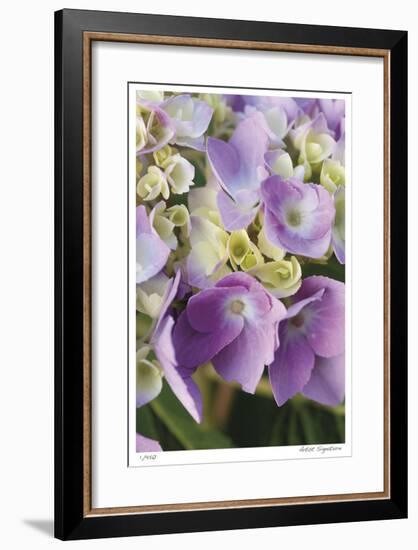 Pink Hydrangea 1-Stacy Bass-Framed Giclee Print