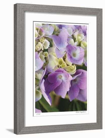 Pink Hydrangea 1-Stacy Bass-Framed Giclee Print