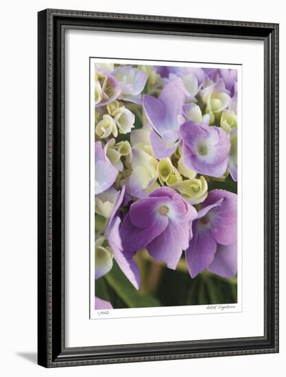 Pink Hydrangea 1-Stacy Bass-Framed Giclee Print