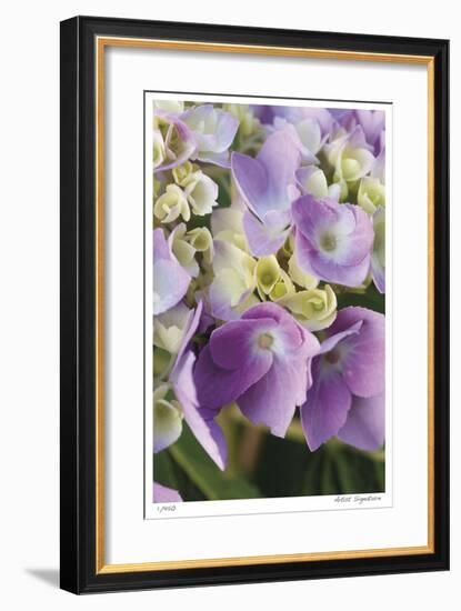 Pink Hydrangea 1-Stacy Bass-Framed Giclee Print